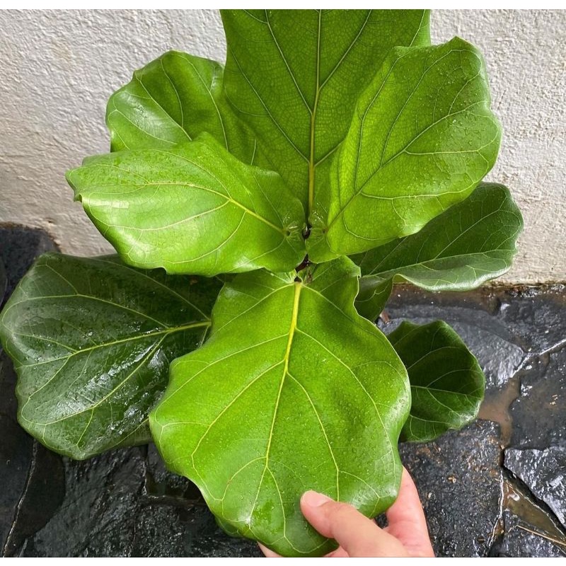 tanaman hias fiddle leaf fig - ketapang biola daun besar