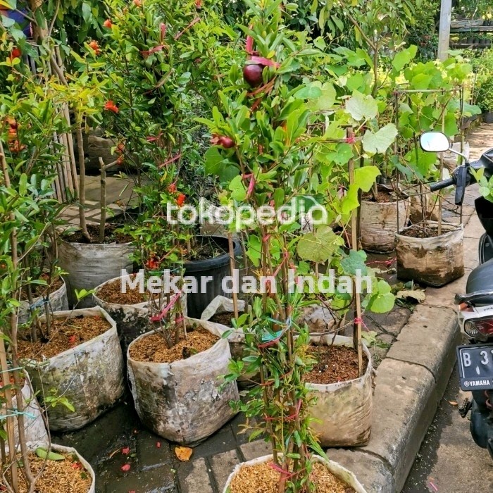 READY pohon buah delima hitam, bibit tanaman buah delima hitam