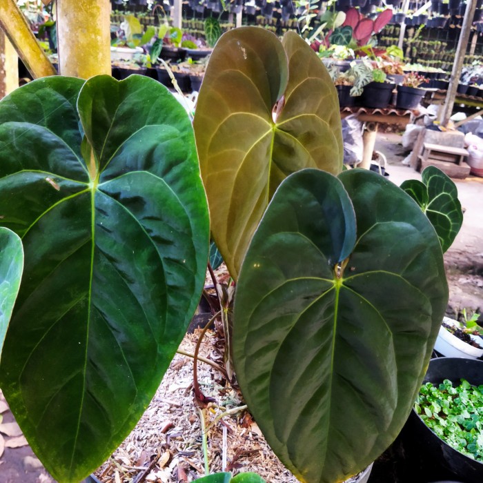 Tanaman Hias Anthurium Ace Of Spades / Kuping Gajah Ace Of Spades Aos