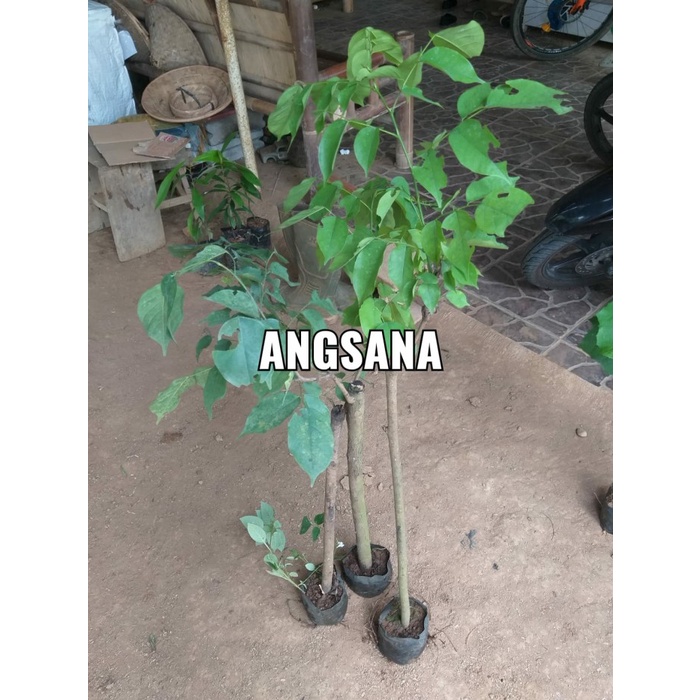 Bibit Tanaman Peneduh Angsana - Bibit Kayu Angsana - Promo