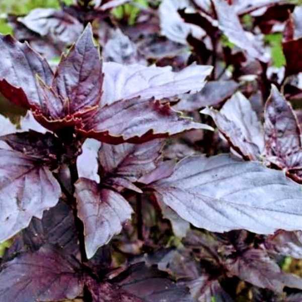 20 Bibit biji/benih Basil ungu/Basil dark opal