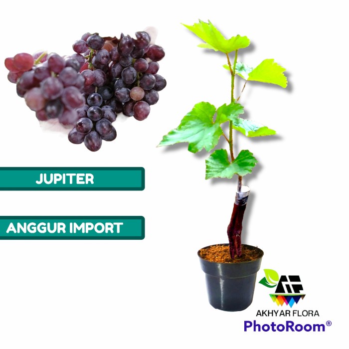 READY Bibit Anggur Jupiter Bibit Tanaman Buah Anggur Import Jupiter