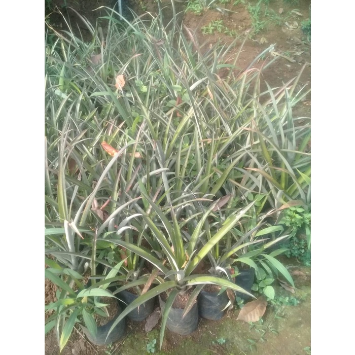 READY Bibit pohon nanas madu tanaman buah danas madu