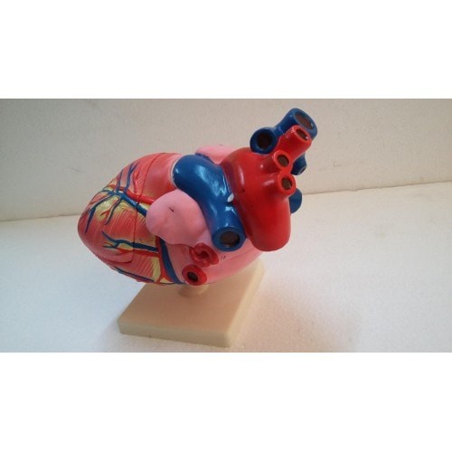 

Model Anatomi Jantung (Bahan Pvc Durable)