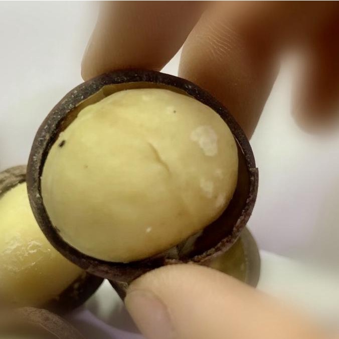 

Macadamia Nuts in Shell Besar Panggang 1KG Kacang Macadamia Kulit GVS