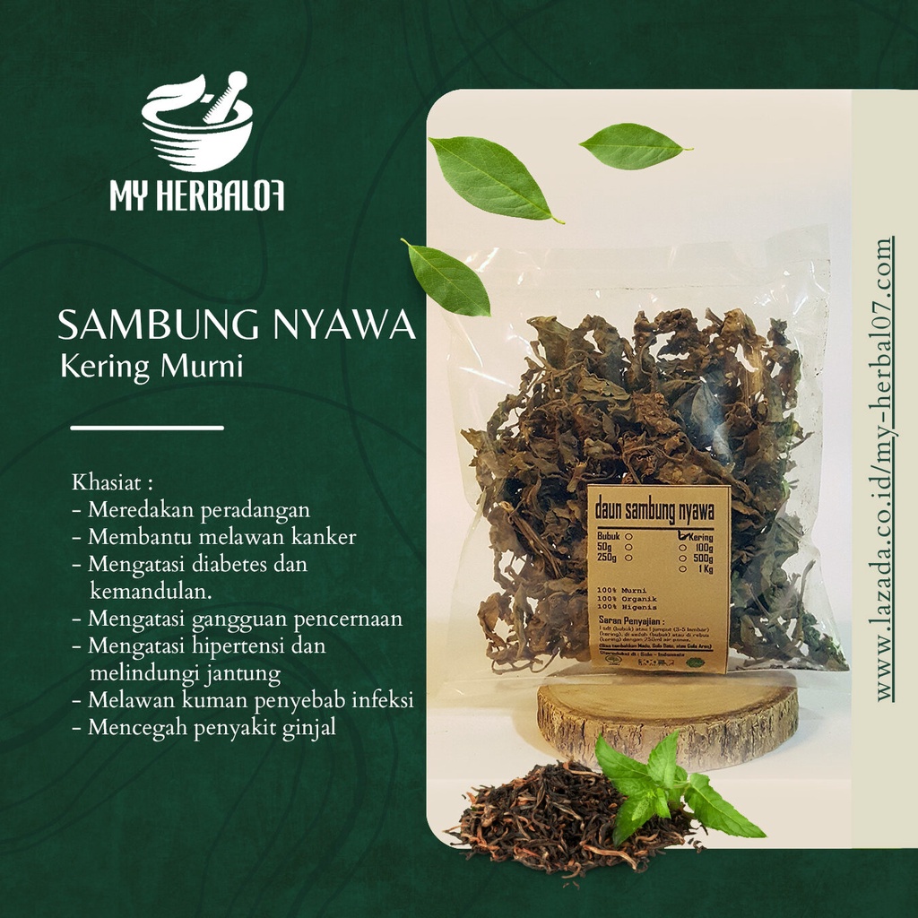 Herbal Kesehatan Sambung Nyawa Kering / Gynura Procumbens 500 Gram