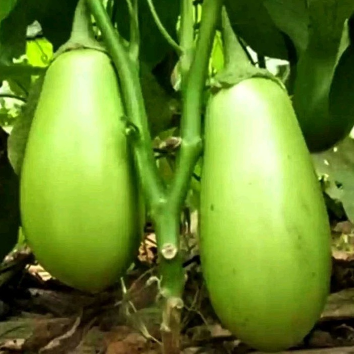 40 Bibit Biji/Benih Terong Pondoh Hijau Terang/Terung kopek/Terong ronggo