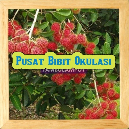 Paling Laris Bibit Tanaman Buah Rambutan Rapiah Okulasi Stek Cangkok EE44