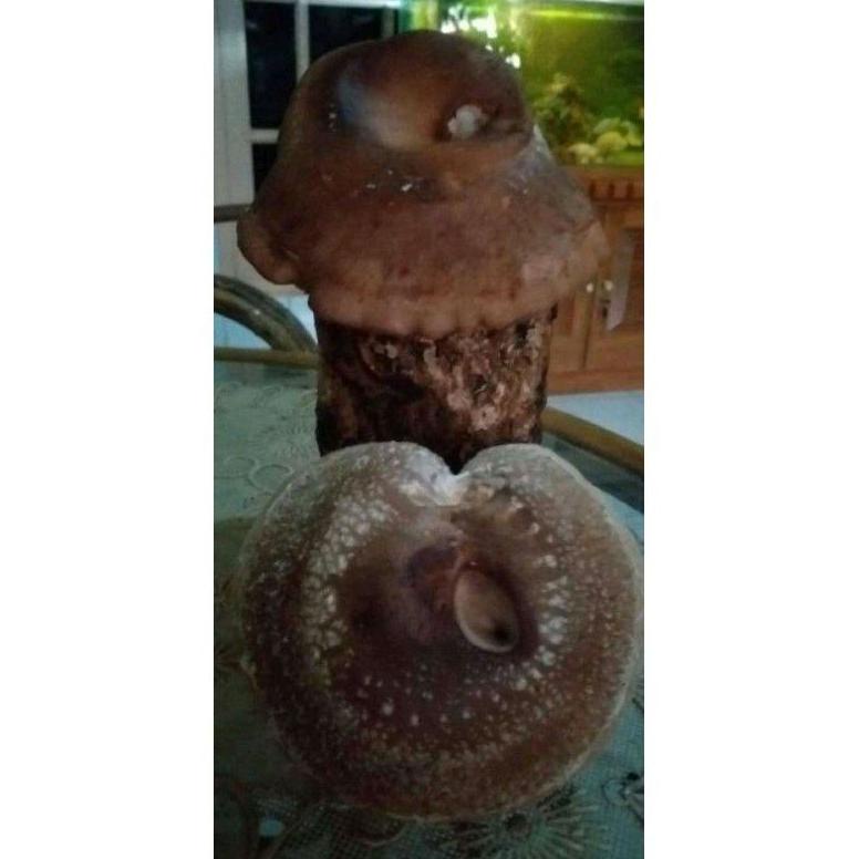 

Model Baru Baglog jamur Shitake .,