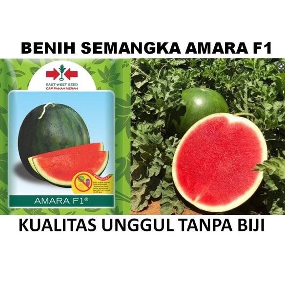 10 Biji Benih Bibit Semangka Merah Non-Biji AMARA F1 Hibrida cap Panah