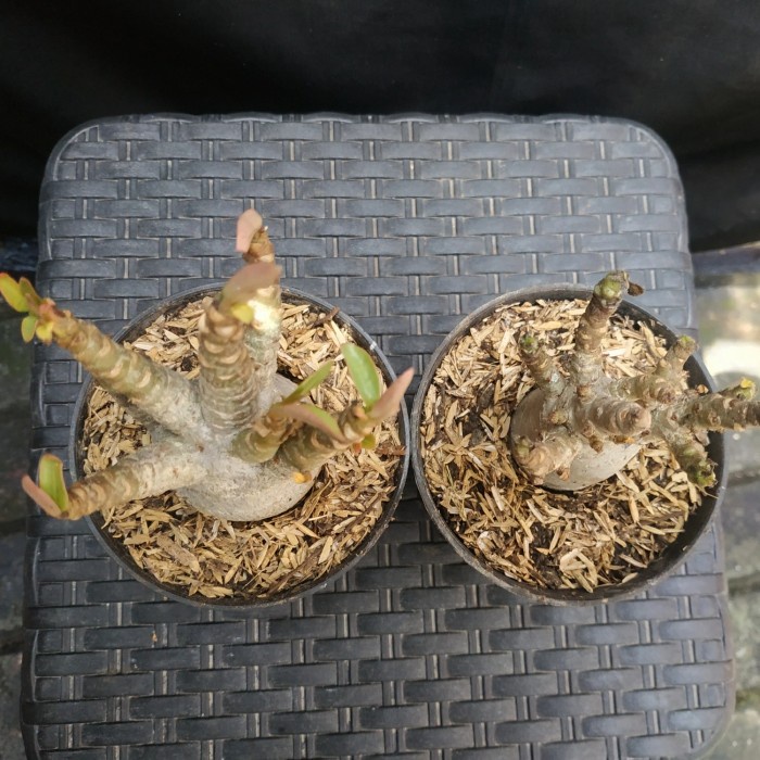 (SALE PROMO) Adenium Karakter Arabicum Thaisoco Black Queen x LC bonsai cabser TERBARU