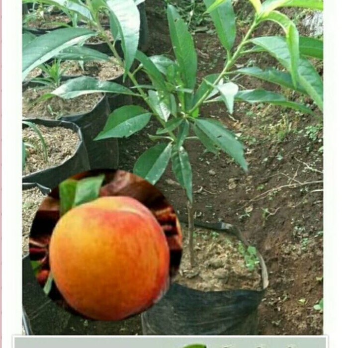 READY Bibit Tanaman Buah Peach Holland/Persik Holland/Prunus Persica