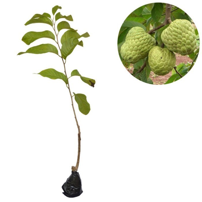 READY Bibit Tanaman Buah Srikaya Jumbo cangkok