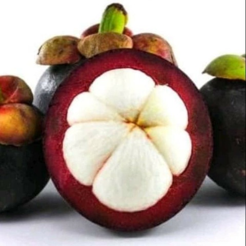 READY BIBIT MANGGIS BIJI KECIL, TANAMAN BUAH MANGGIS BIJI KECIL ASLI