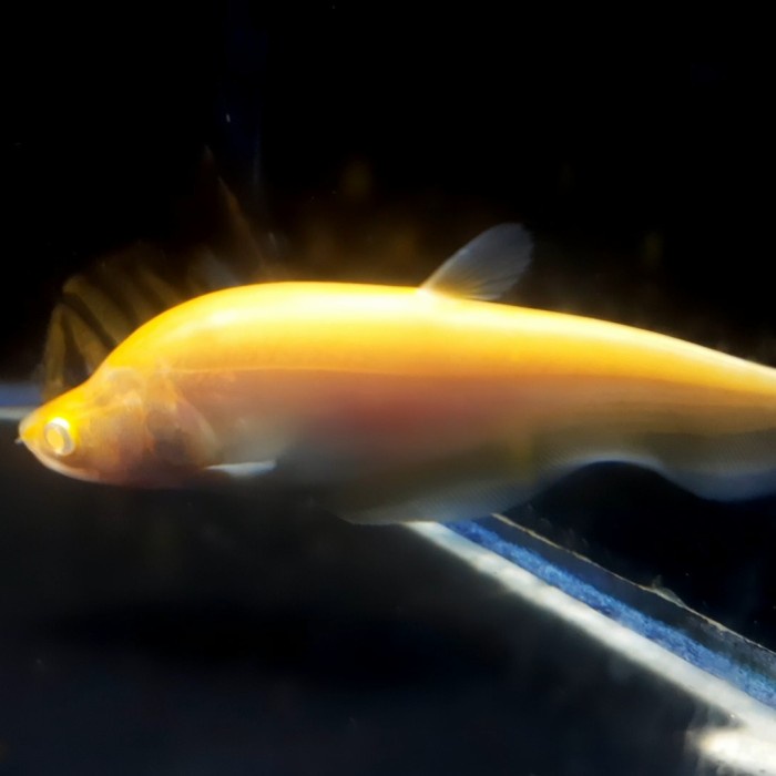 Promo Belida Knifefish Albino