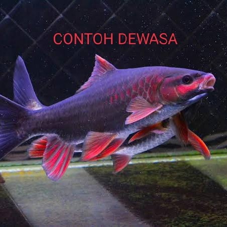 Promo Phoenix Barb 13-15Cm
