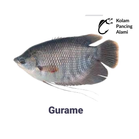 

Ikan Gurami Gurame Segar