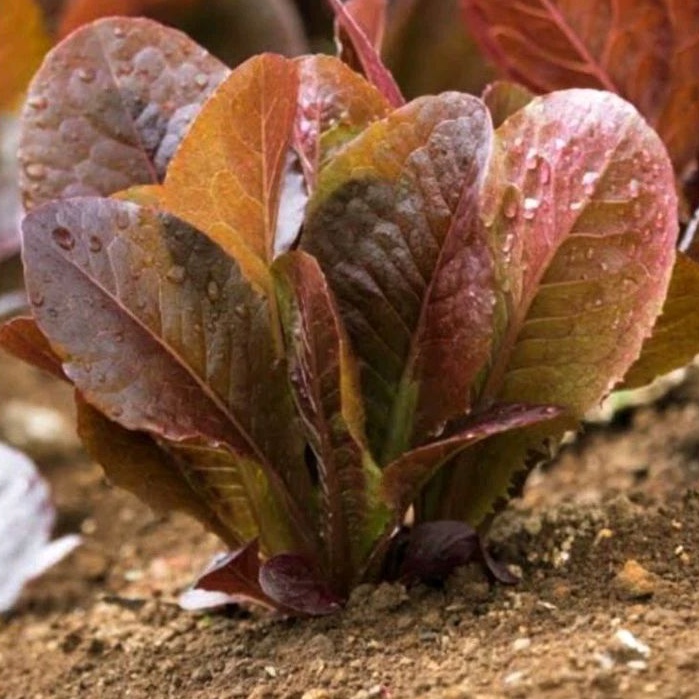 30 Butir Benih Bibit/Biji Lettuce Super Red Romaine/Selada merah super romaine