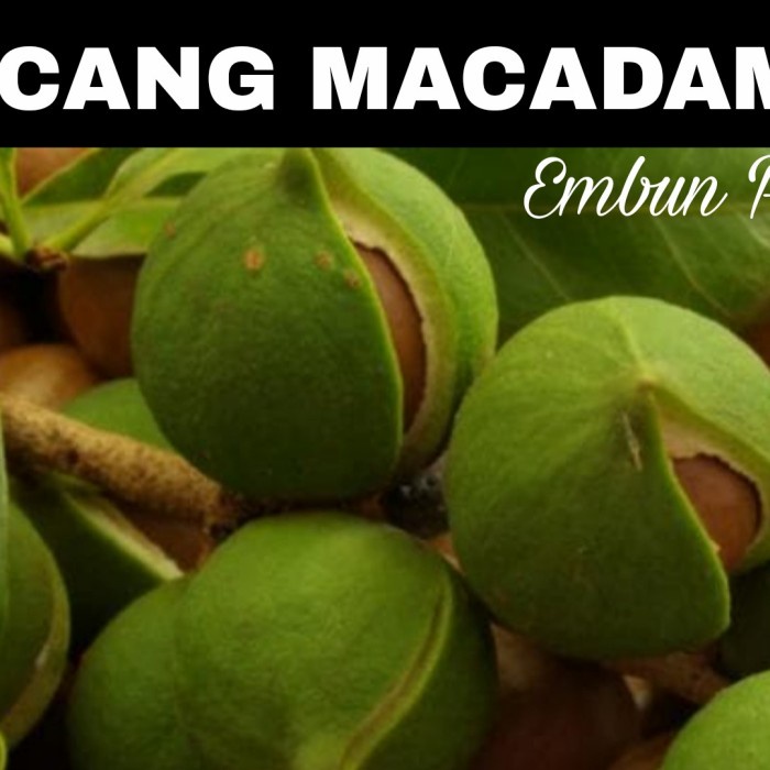 

Bibit Kacang Macadamia Unggul Kacang Termahal Didunia