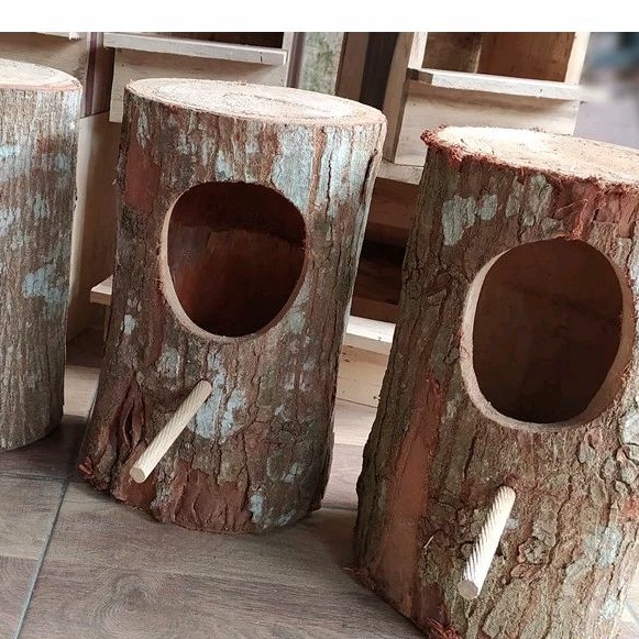 Glodok Pohon Alami Burung Mantap