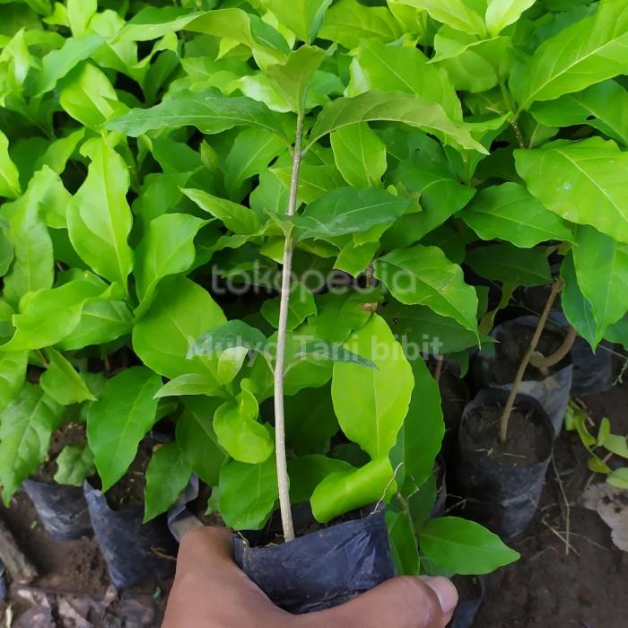 Bibit tanaman pohon buah kacang amazon almond - almound unggul MMMM