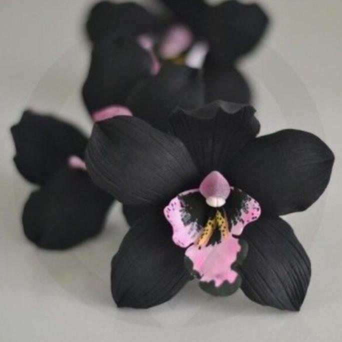 Terbaru - tanaman hias anggrek dendrobium black papua-anggrek hitam dendro siap