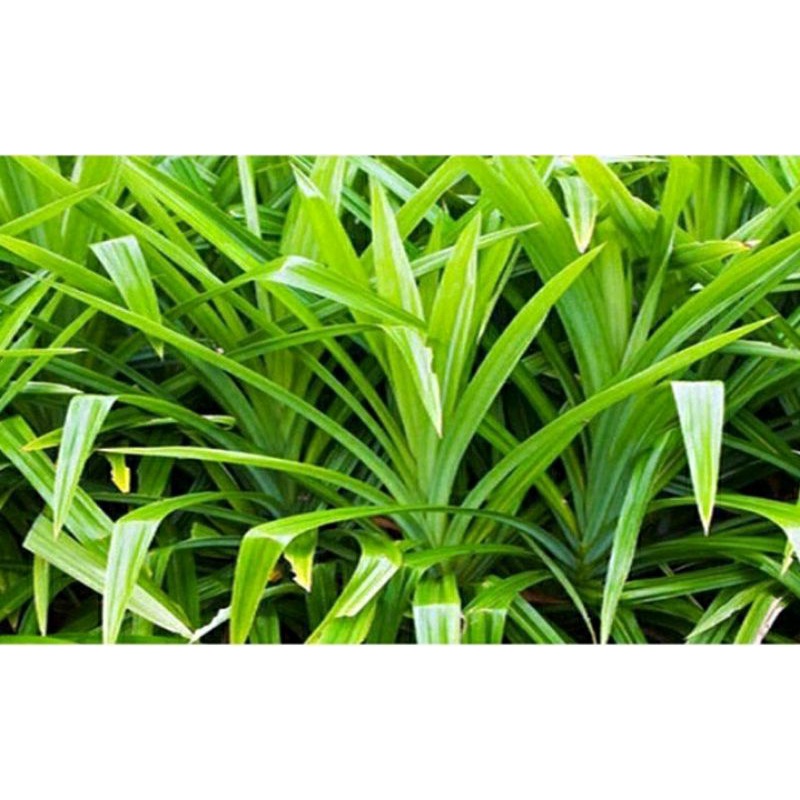 

TERMURAH - Daun Pandan Wangi Segar Alami