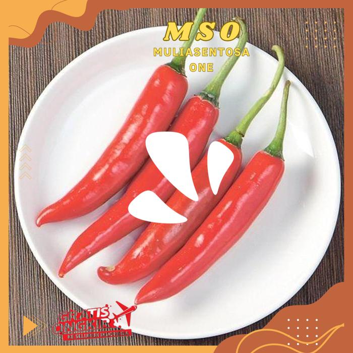 

CABAI MERAH BESAR 140-150 GR ( BIG RED CHILLIES ) HIGHT QUALITY PRODUK !!