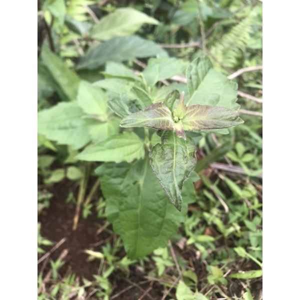 

DAUN KIRINYUH KOPASANDA BALAKACIDA SEGAR FRESH 250gram