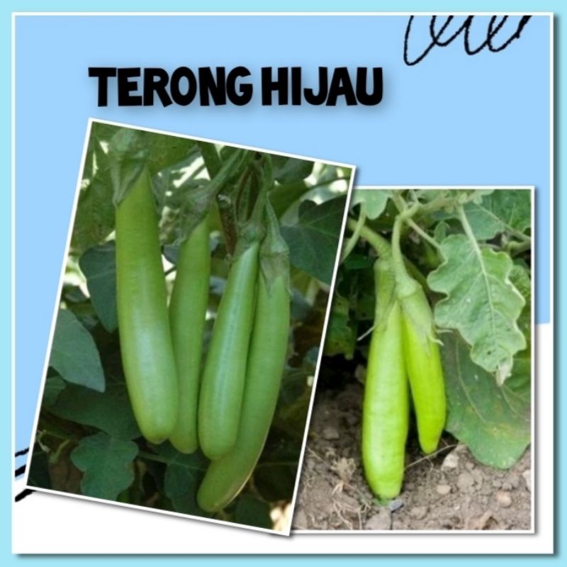 Bibit Sayuran Terong Hijau Benih Sayur Cap Panah Merah