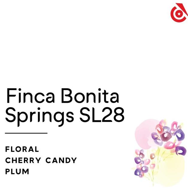

Sale Finca Bonita Springs SL28 - Instinct Coffee - Biji kopi