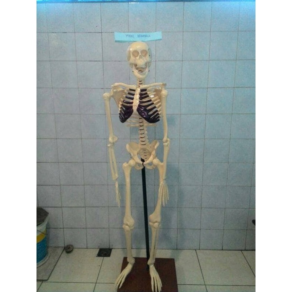 

Kerangka Manusia