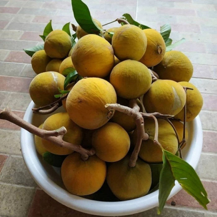 Buah Kecapi Segar 1Kg