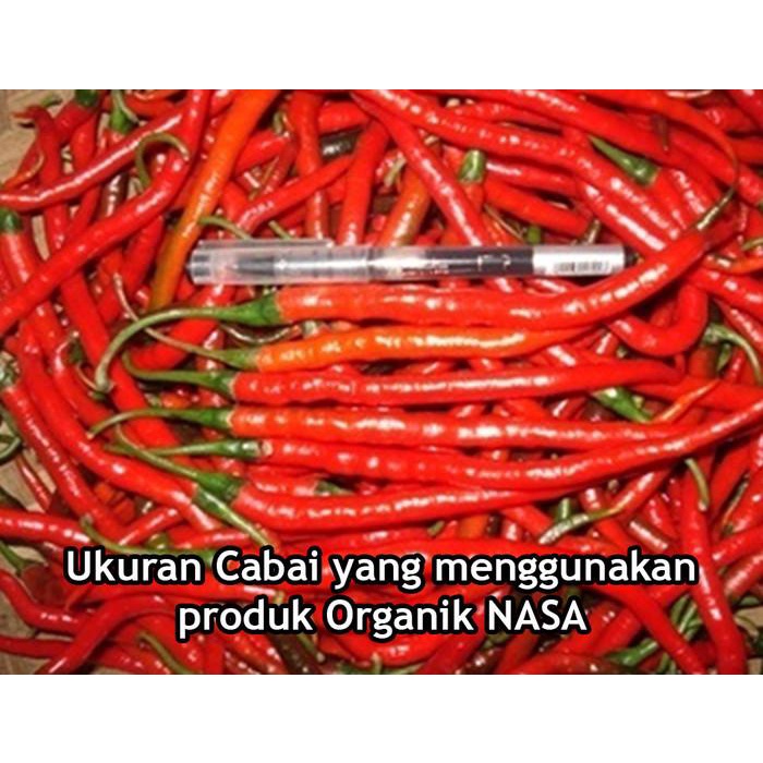 Paket Pupuk Budidaya Cabe Organik Nasa Untuk Luas 1000 M2 Berkualitas