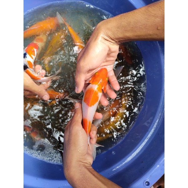 TERLARIS KOI WARNA BLITAR GRADE SUPER SIZE 15-18 CM BERGARANSI