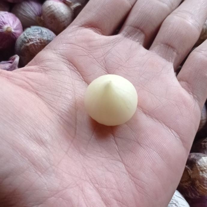 

Bawang Putih Tunggal - Bawang Lanang - Sortir Terbaik 1 kilo