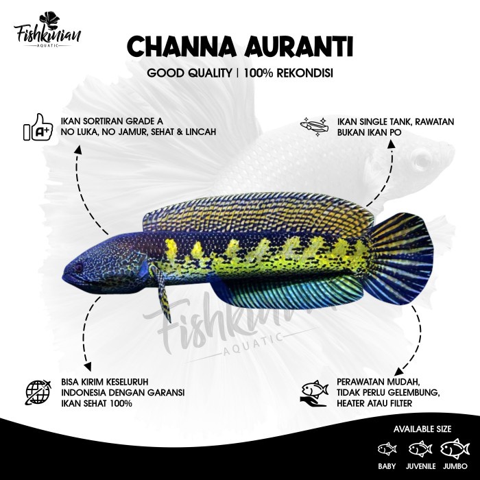 Promo Ikan Channa Auranti Grade A+ Rekondisi Bukan Po