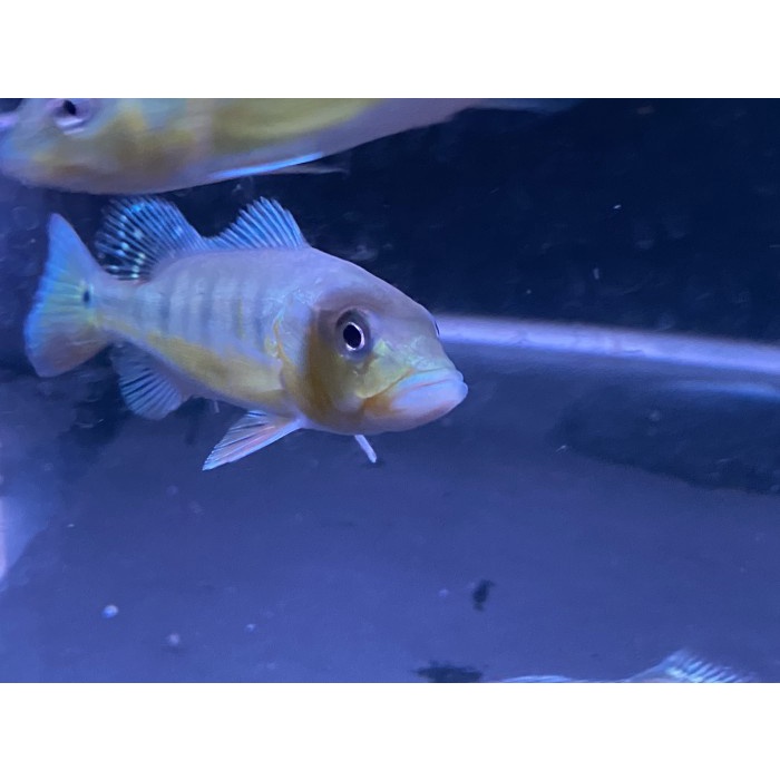 Promo Pbass Intermedia Grade A