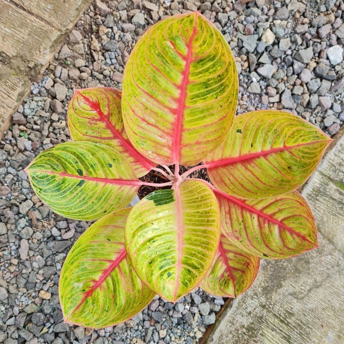 [New] Aglonema Goliath Trah Merah Terbaru