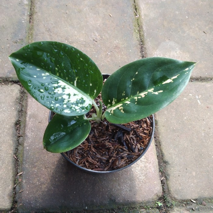 [New] Aglaonema White Suksom / Suksom Putih / Suksom Jaipong / Aglonema Limited