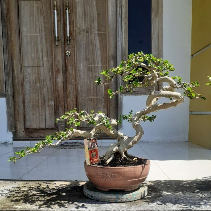 [New] Bonsai Sancang Original Contemporer Berkualitas