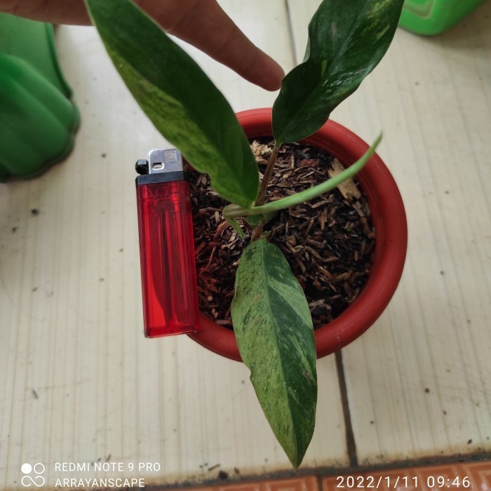 [New] Raphidopora Megasperma Variegated 2 Daun 1 Pucuk Berkualitas