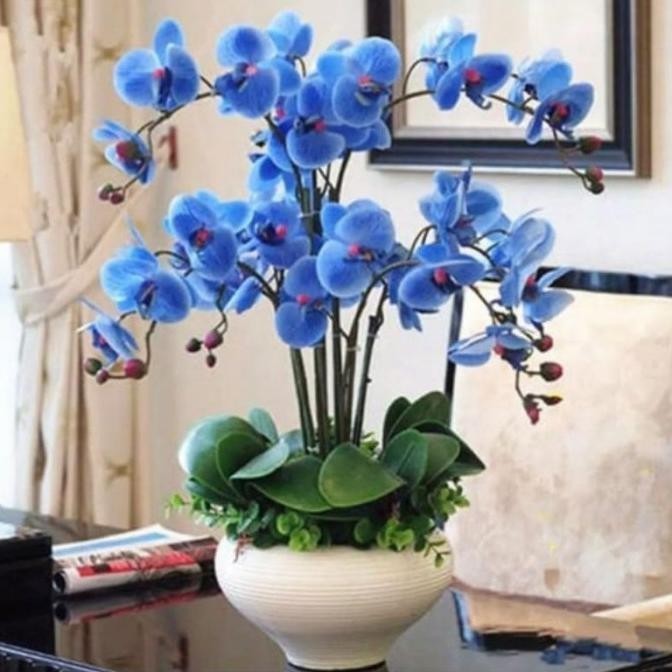 Terbaru (3 butir) benih anggrek bulan biru/blue bonsai import / phalaenopsis
