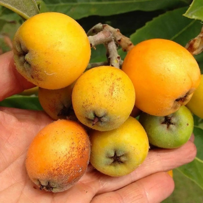 OBRAL TANAMAN Bibit Buah Leci Biwa / Leci Kuning