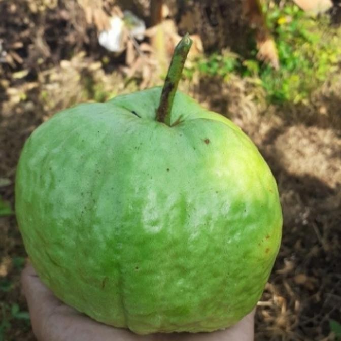 OBRAL TANAMAN Bibit buah jambu siumik pala asli thailad