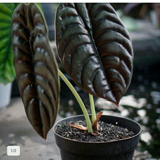

[Baru] Tanaman Hias Alocasia Tengkorak Limited