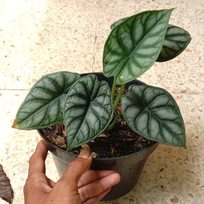 

[Baru] Tanamn Hias Alocasia Dragon ScelePot Tawon Berkualitas