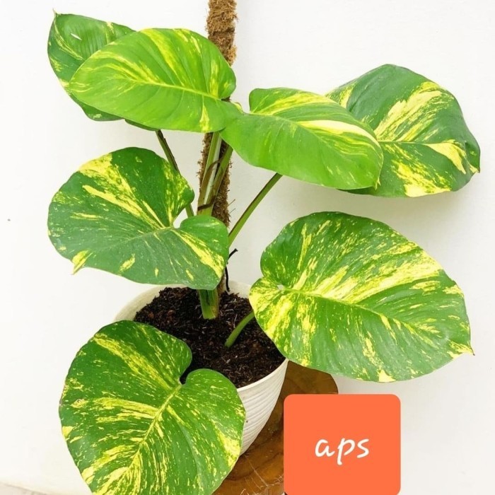 [COD] Tanaman Hias Sirih Gading Daun Lebar/Epippernum Daun Jumbo Plus Pot Terbaru