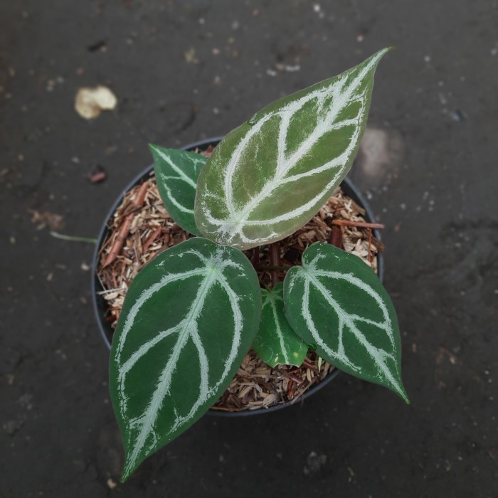[COD] Anthurium Silver Forgetii Limited