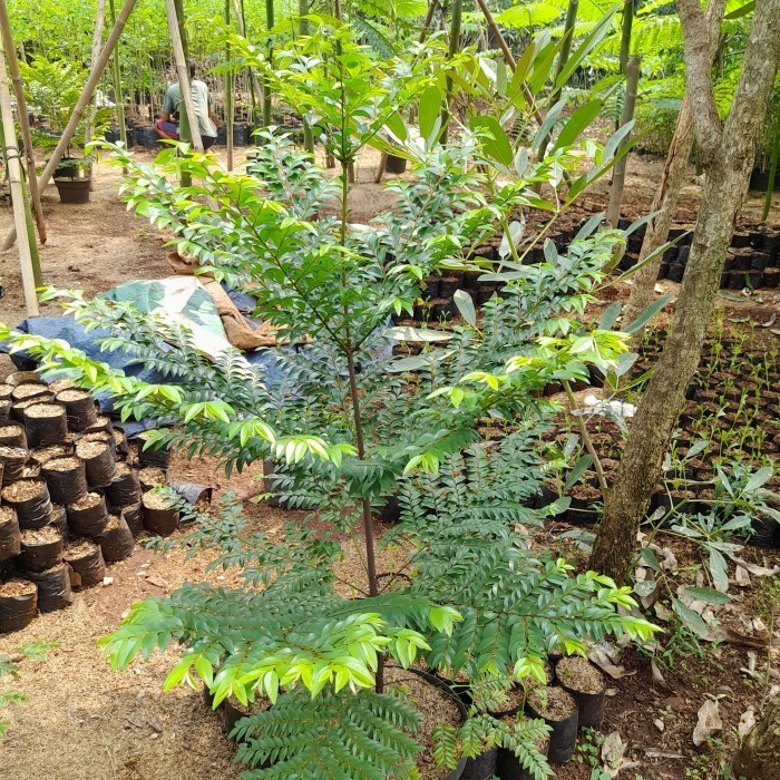 [COD] Pohon Biros Terbaru